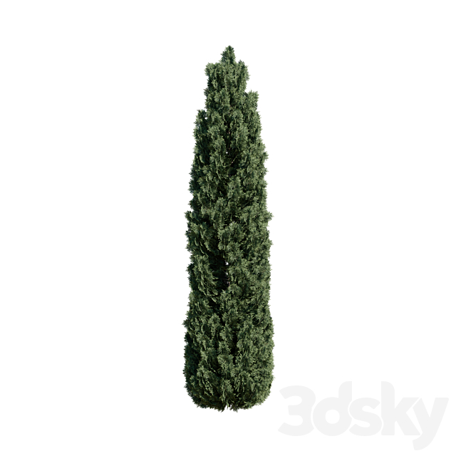 Thuja pack 1 Corona _ Vray 3DSMax File - thumbnail 4