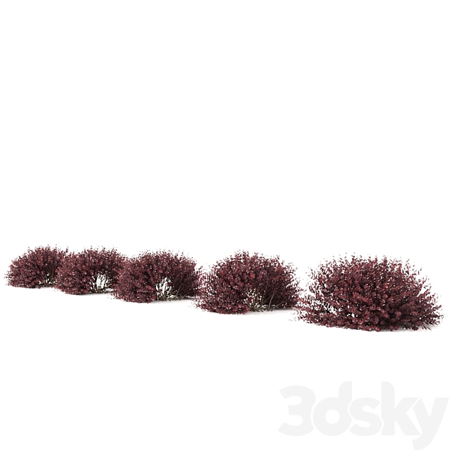 Thunberg Barberry Hedgerow | Berberis thunbergii hedge 3DS Max Model - thumbnail 3