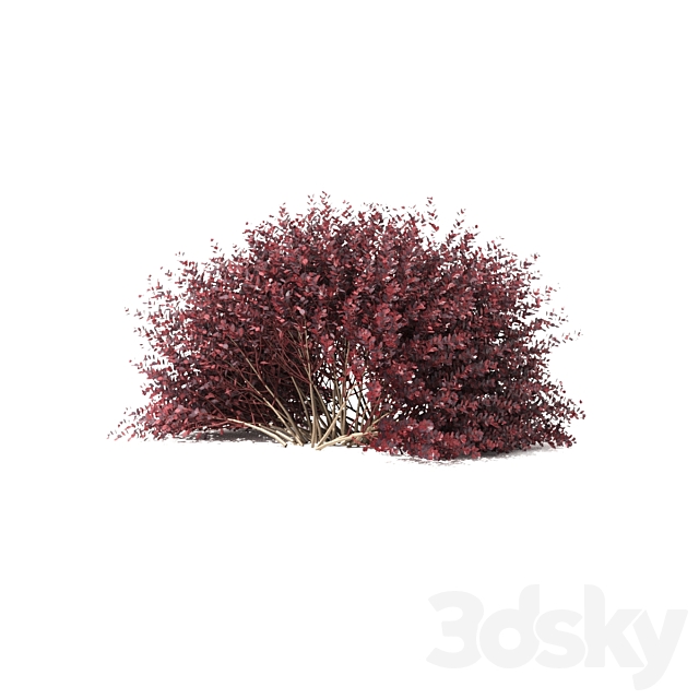 Thunberg Barberry Hedgerow | Berberis thunbergii hedge 3DS Max Model - thumbnail 4