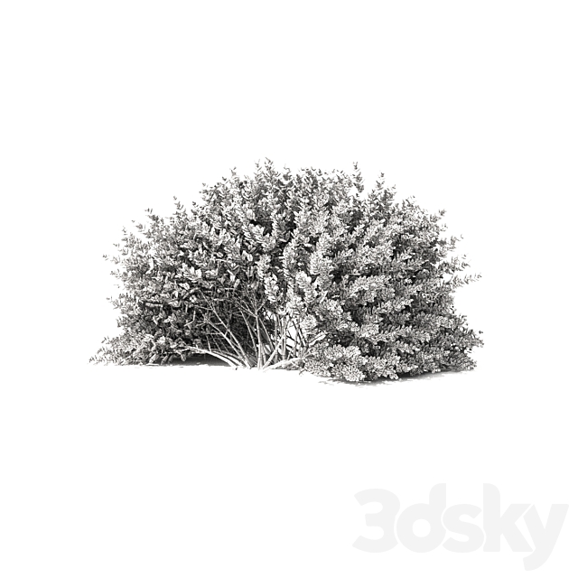 Thunberg Barberry Hedgerow | Berberis thunbergii hedge 3DS Max Model - thumbnail 5