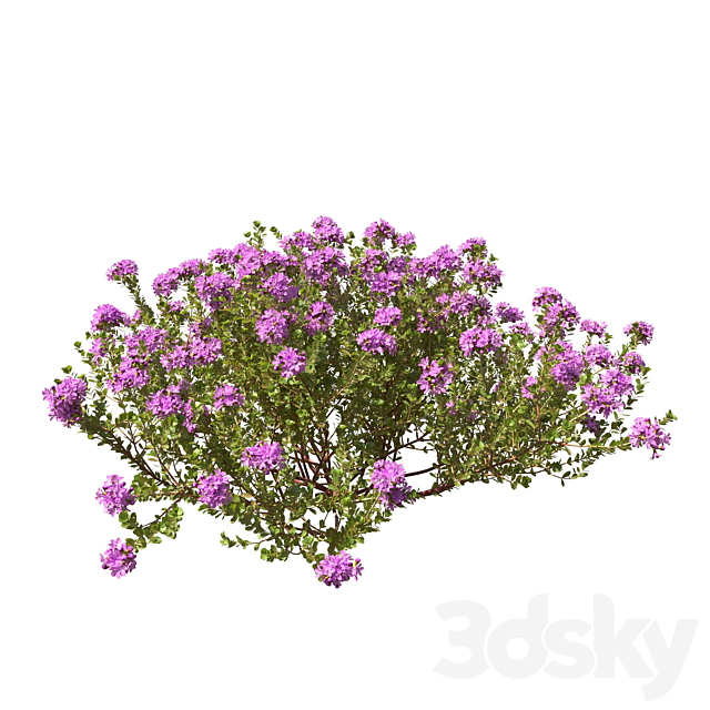 Thymus vulgaris 3ds Max - thumbnail 2