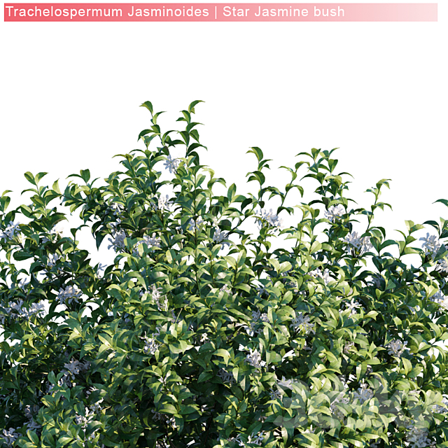 Trachelospermum Jasminoides | Star jasmine bush 3DS Max Model - thumbnail 2