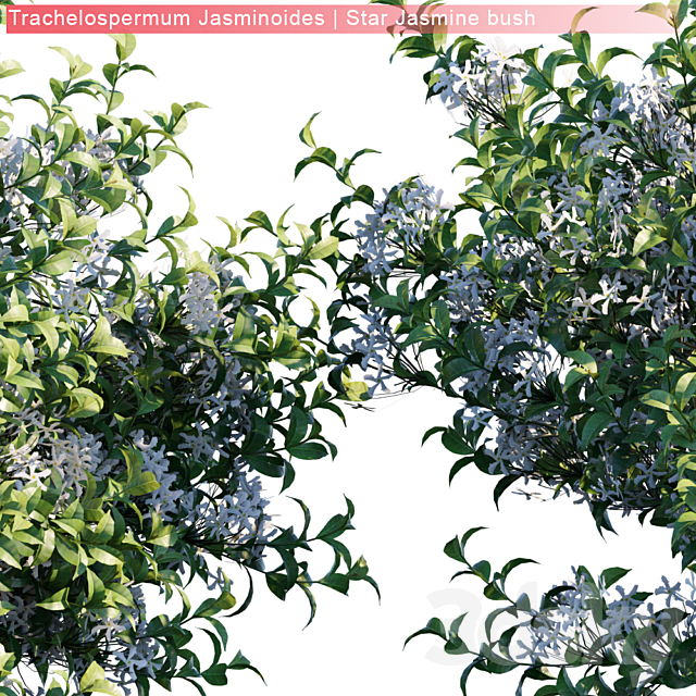 Trachelospermum Jasminoides | Star jasmine bush 3DS Max Model - thumbnail 3