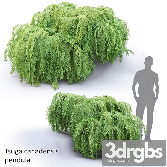Tsuga Canadensis Povislaia Tsuga Canadensis Pendula 1 3dsmax Download - thumbnail 1