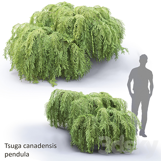 Tsuga canadian dangling | Tsuga canadensis pendula # 1 3ds Max - thumbnail 1