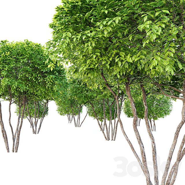 Two coniferous shrub 3ds Max - thumbnail 2