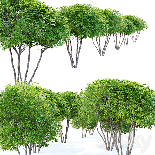 Two coniferous shrub 3ds Max - thumbnail 3