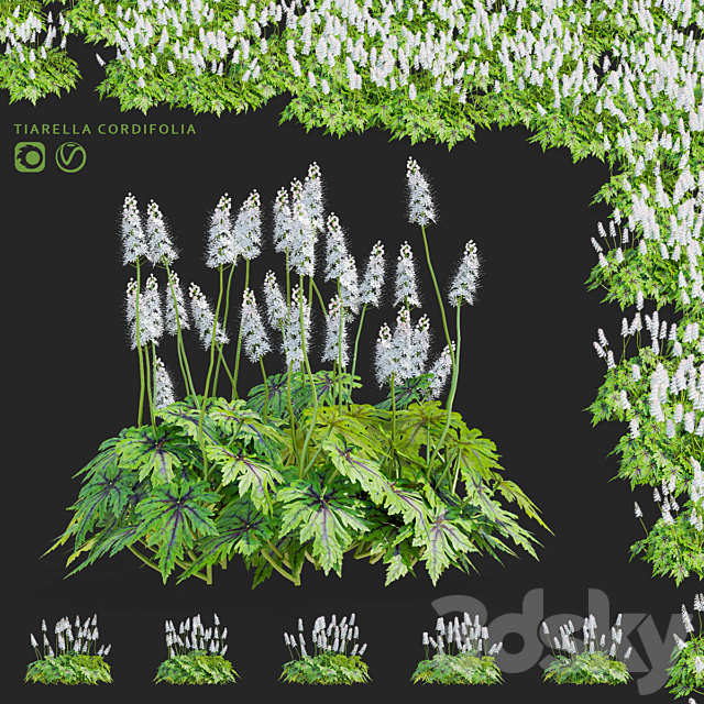 Tyarella cordifolia flowers | Tiarella cordifolia 3ds Max - thumbnail 1