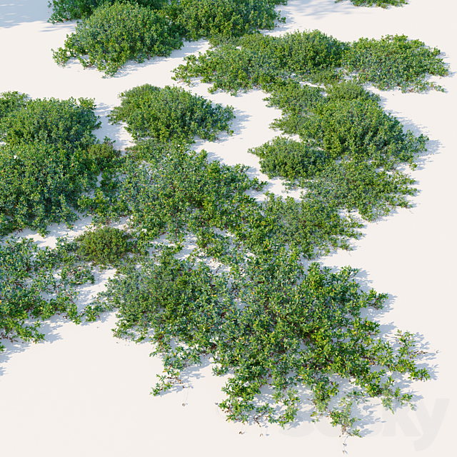 Vaccinium uliginosum 3ds Max - thumbnail 2