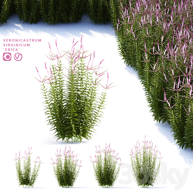 Veronicastrum virgin flowers | Veronicastrum virginicum Erica 3ds Max - thumbnail 1