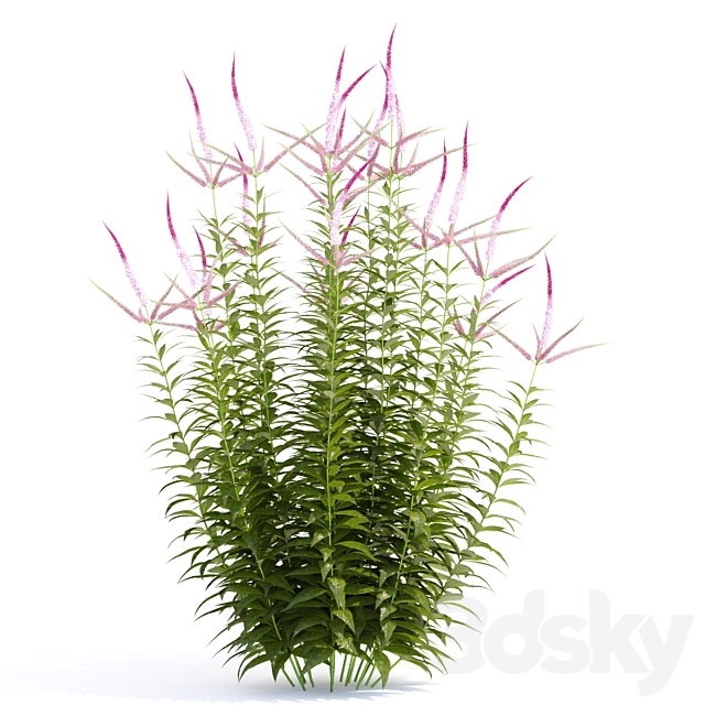 Veronicastrum virgin flowers | Veronicastrum virginicum Erica 3ds Max - thumbnail 3