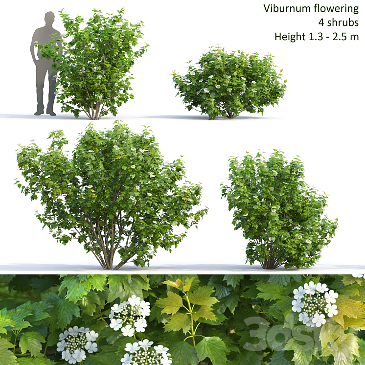 Viburnum 3DS Max - thumbnail 1