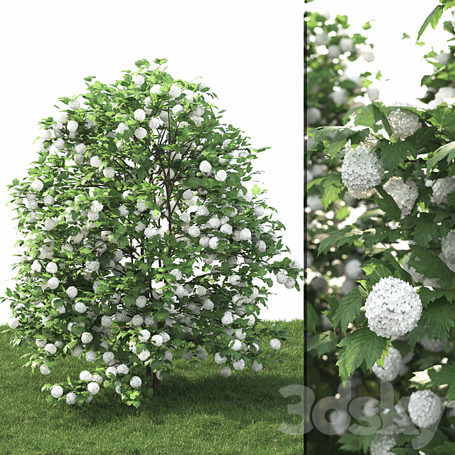 Viburnum 3DSMax File - thumbnail 1