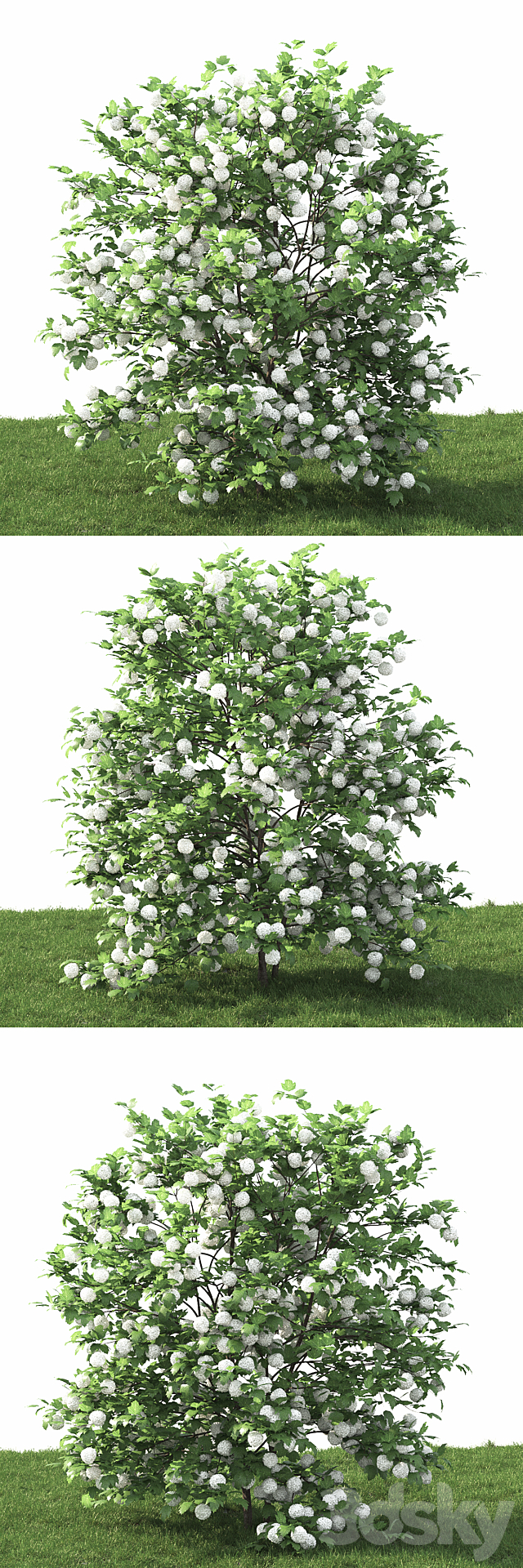 Viburnum 3DSMax File - thumbnail 2