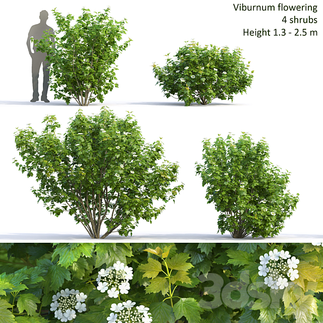 Viburnum 3DSMax File - thumbnail 1