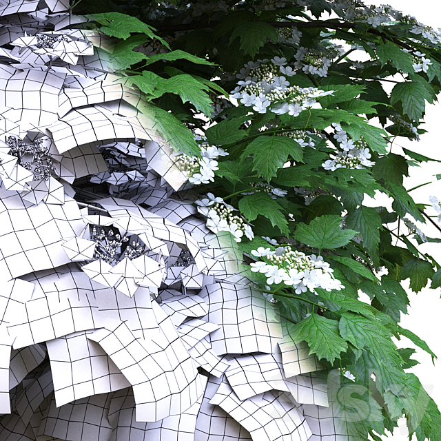 Viburnum flowering 3DS Max Model - thumbnail 3