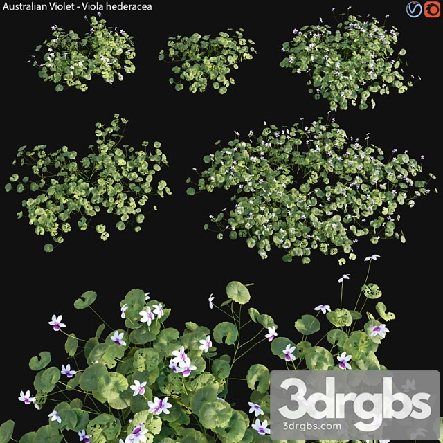 Viola Hederacea Australian Native Violet 01 3dsmax Download - thumbnail 1