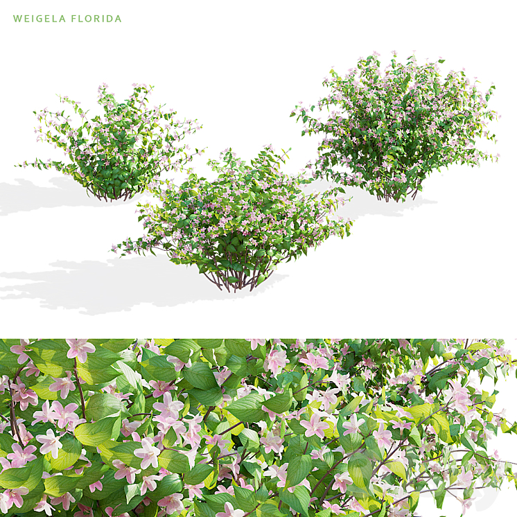 Weigela blooming 3 bush | Weigela florida 3DS Max Model - thumbnail 3