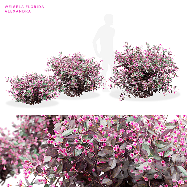 Weigela blooming 3 bush | Weigela florida Alexandra 3ds Max - thumbnail 1