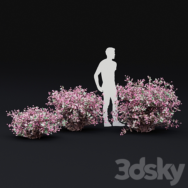 Weigela blooming 3 bush | Weigela florida Alexandra 3ds Max - thumbnail 2