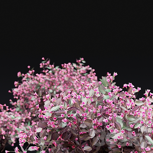 Weigela blooming 3 bush | Weigela florida Alexandra 3ds Max - thumbnail 3