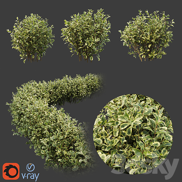 Weigela florida 3ds Max - thumbnail 1