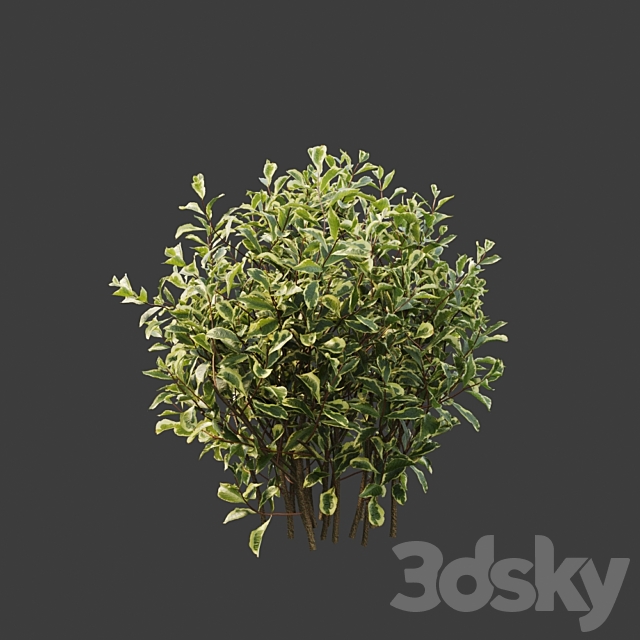 Weigela florida 3ds Max - thumbnail 2