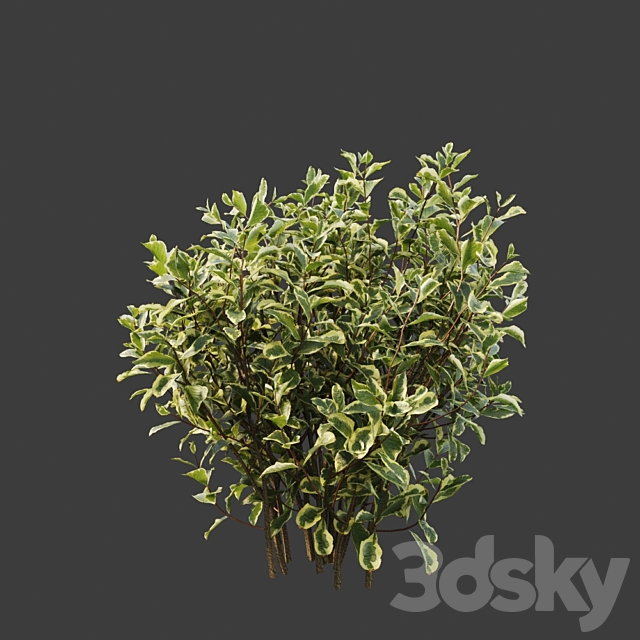 Weigela florida 3ds Max - thumbnail 3