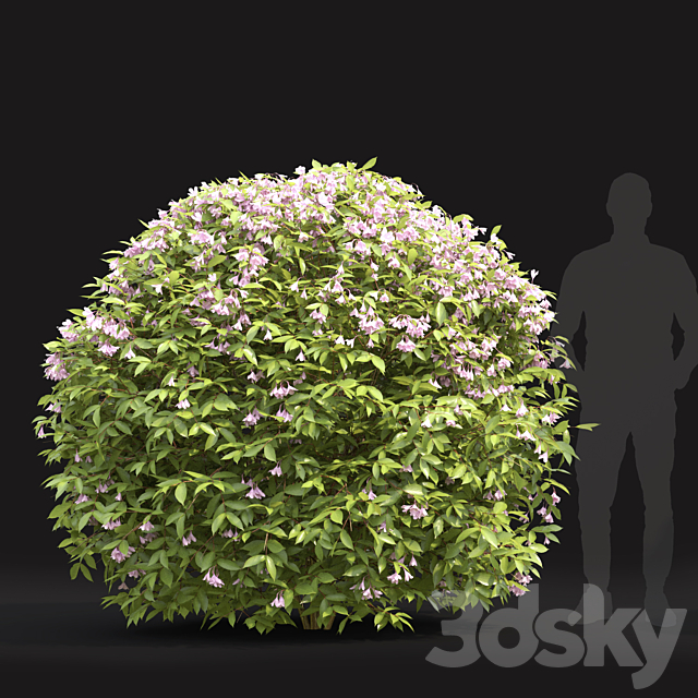 Weigela globe 3ds Max - thumbnail 2