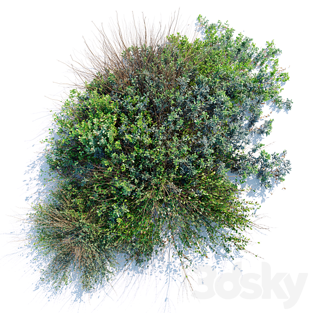 wild bush 3ds Max - thumbnail 1