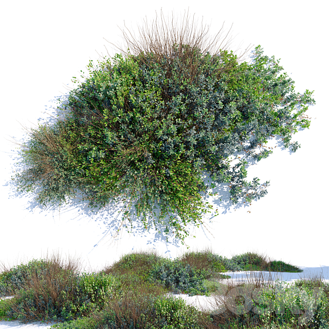 wild bush 3ds Max - thumbnail 2