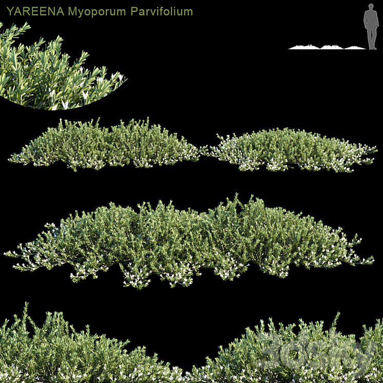 YAREENA Myoporum Parvifolium 3DS Max - thumbnail 1