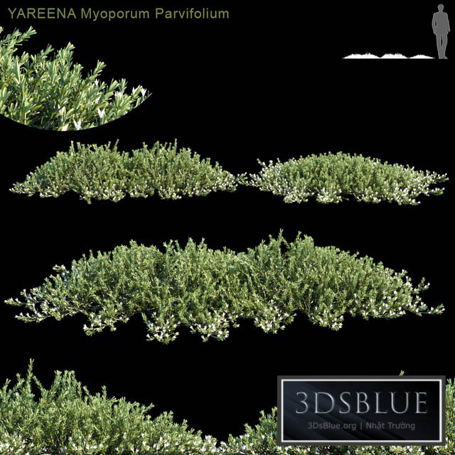 YAREENA Myoporum Parvifolium 3DS Max - thumbnail 3