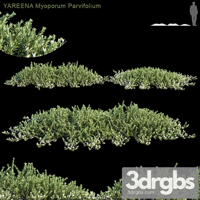 Yareena myoporum parvifolium - thumbnail 1