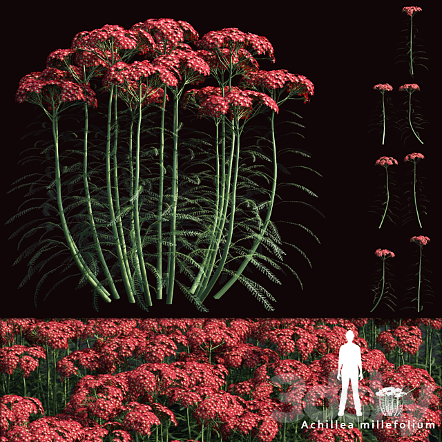 Yarrow flowers | Achillea millefolium 3ds Max - thumbnail 1