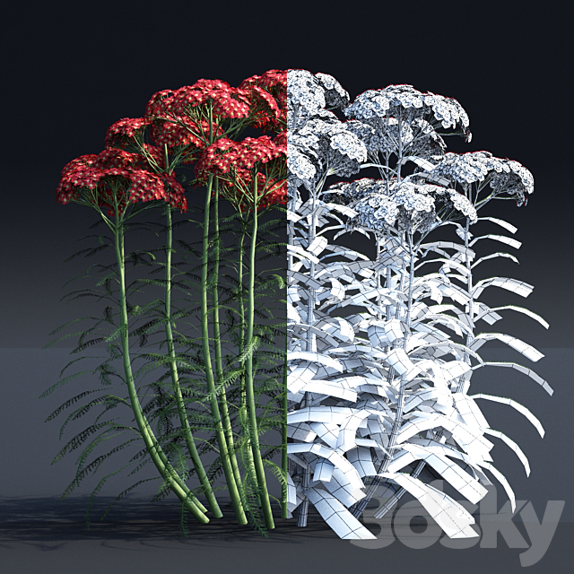 Yarrow flowers | Achillea millefolium 3ds Max - thumbnail 2