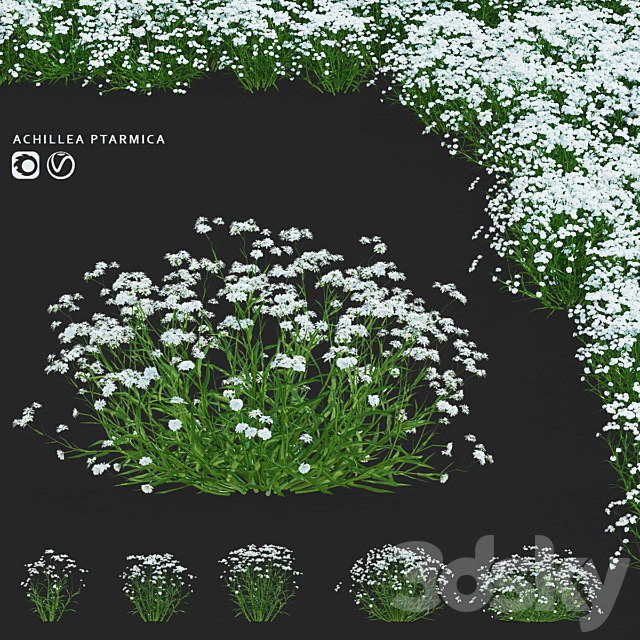 Yarrow ptarmica flowers | Achillea ptarmica 3ds Max - thumbnail 1