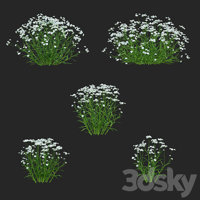 Yarrow ptarmica flowers | Achillea ptarmica 3ds Max - thumbnail 2