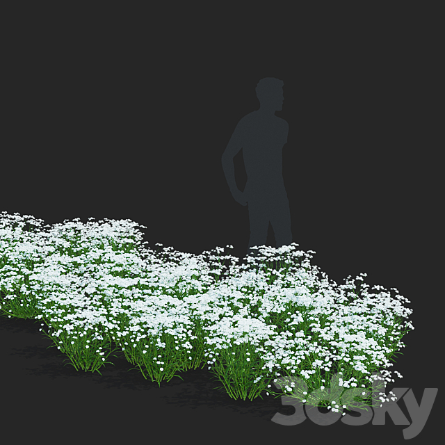 Yarrow ptarmica flowers | Achillea ptarmica 3ds Max - thumbnail 3