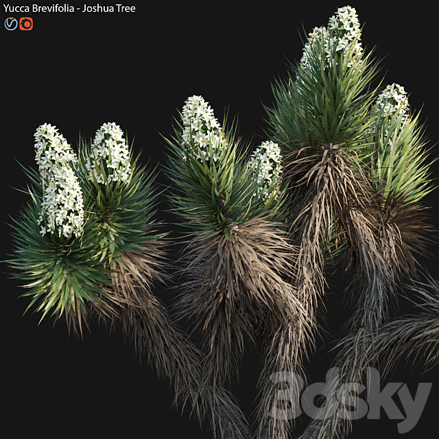 Yucca Brevifolia – Joshua Tree – 02 3DS Max Model - thumbnail 2