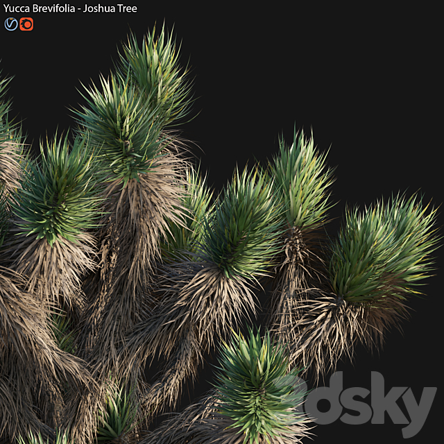 Yucca Brevifolia – Joshua Tree – 02 3DS Max Model - thumbnail 3