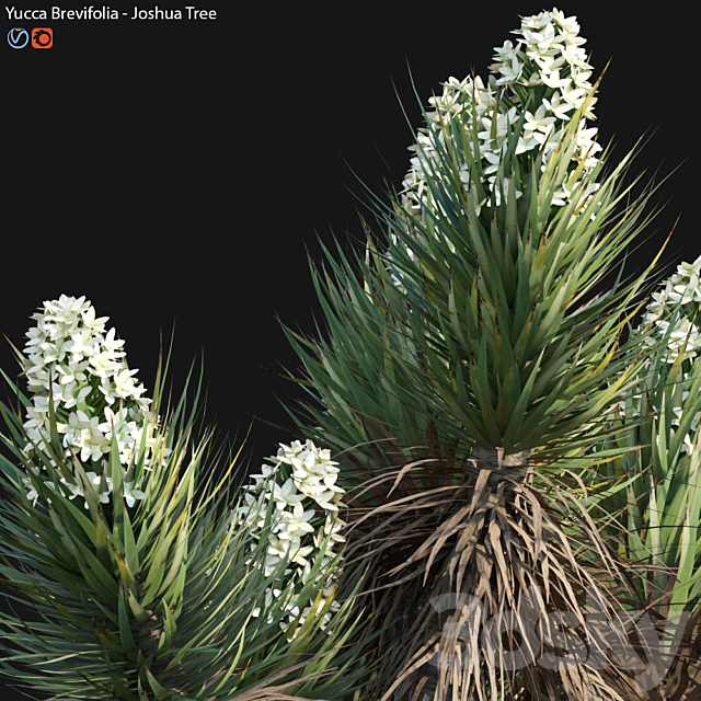 Yucca Brevifolia – Joshua Tree – 02 3DS Max Model - thumbnail 4