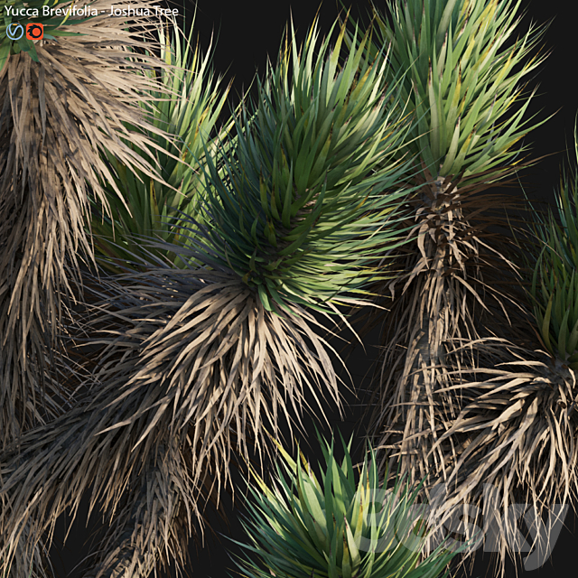 Yucca Brevifolia – Joshua Tree – 02 3DS Max Model - thumbnail 5