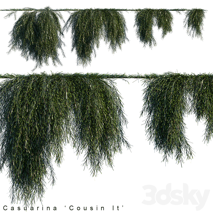 Casuarina cousin it creeper 3DS Max - thumbnail 1