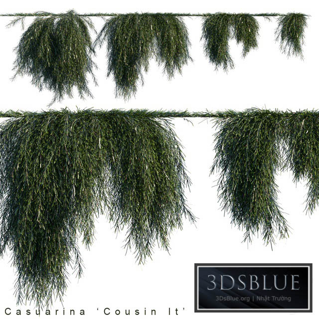 Casuarina cousin it creeper 3DS Max - thumbnail 3