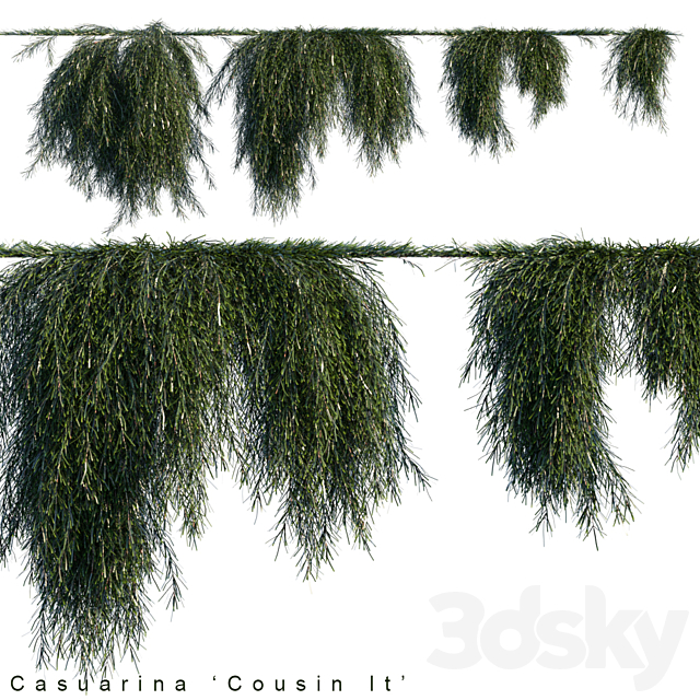 Casuarina cousin it creeper 3DSMax File - thumbnail 1