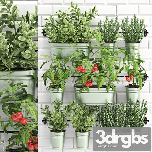 Collection of plants kitchen garden potted vegetable garden railing white tile apron with vegetables, herbs, tomatoes, rosemary, basil, vertical landscaping. set 39. - thumbnail 1