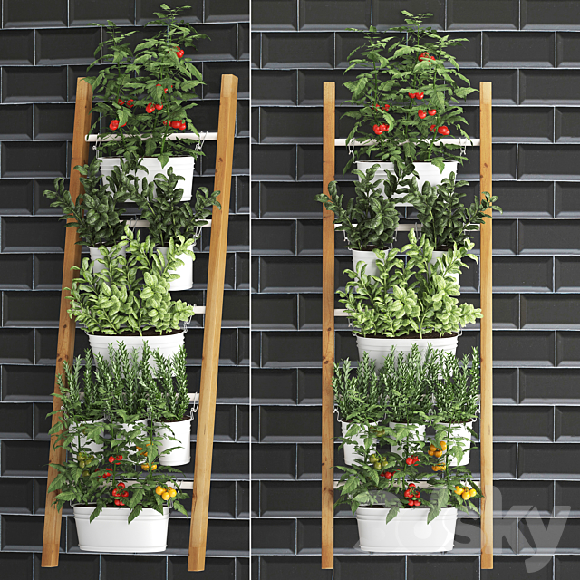 Collection of plants kitchen garden vegetable garden in pots buckets railing ladder black tile apron with vegetables tomatoes rosemary basil Vertical landscaping. Set 35. 3ds Max - thumbnail 1