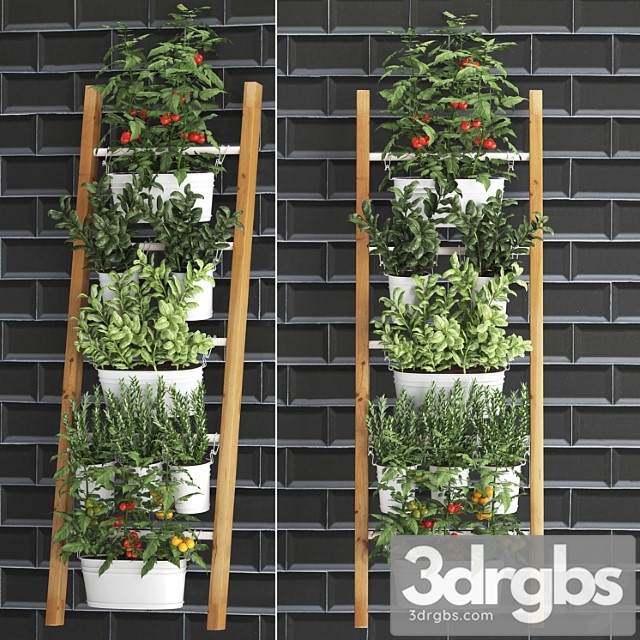 Collection of plants kitchen garden vegetable garden in pots buckets railing ladder black tile apron with vegetables, tomatoes, rosemary, basil, vertical landscaping. set 35. - thumbnail 1