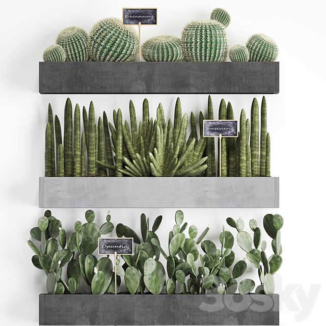 Collection of plants vertical gardening in wooden wall-mounted black pots shelves with Cacti cereus sansevieria Prickly pear. Set 43. 3DS Max Model - thumbnail 2